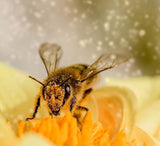 Honey Bee Pollen Granules Raw 100% Pure Organic All Natural  Superfood