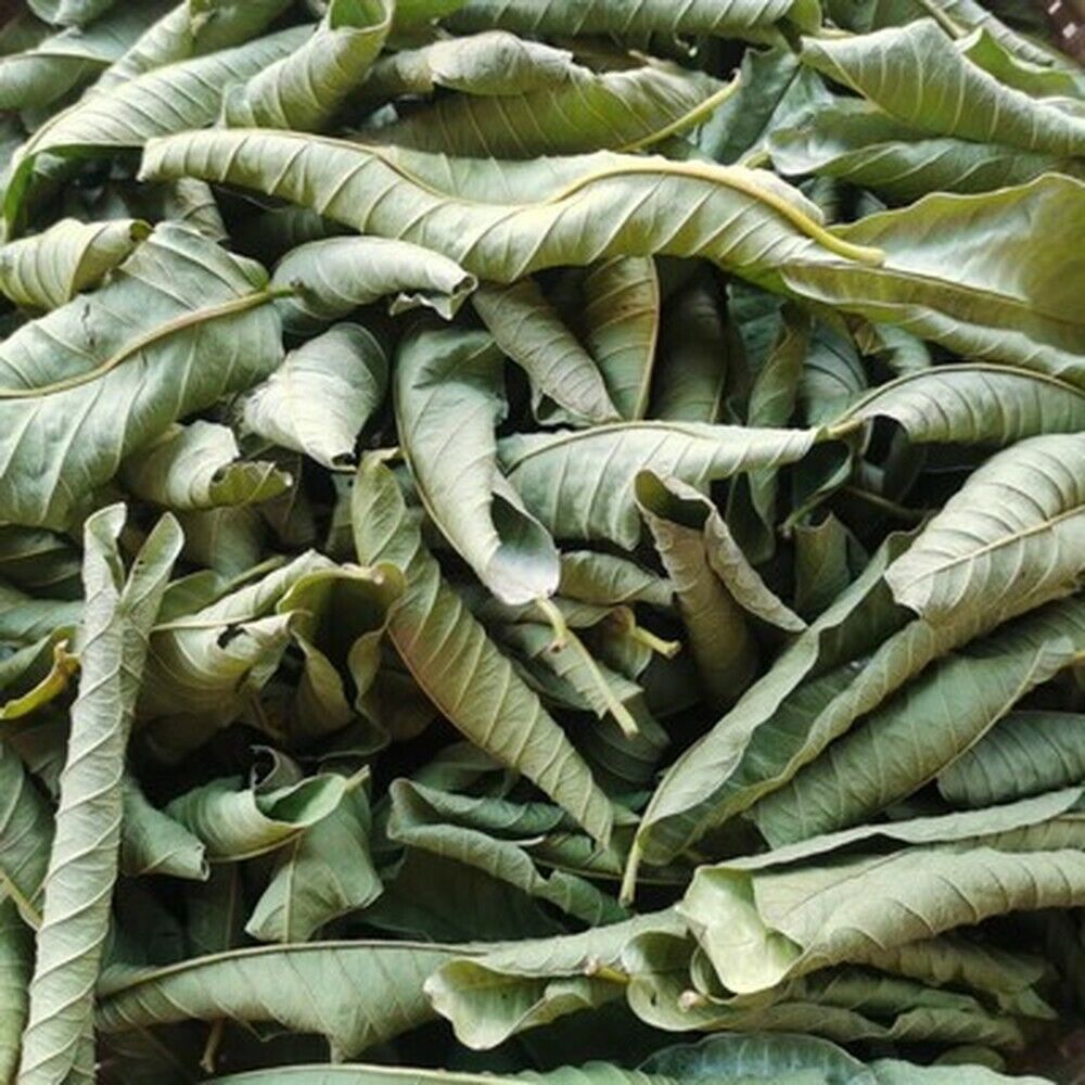 Guava leaf herbal tea for weight loss fat burner skin care 100% raw food