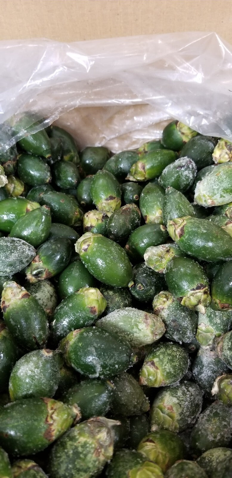 Young BETEL NUTS Areca Frozen (70 pcs) A++Small Size Main image