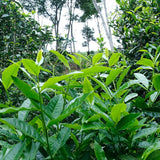 2021 Spring Dawn Sheng Puer Jingmai Mountain Orchid Scent Raw Pu'er Tea 357g