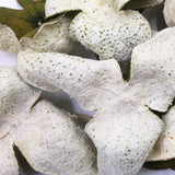 Chinese Green XinHui "Chen Pi" Dried Tangerine Peel Orange Peel Tea 50g