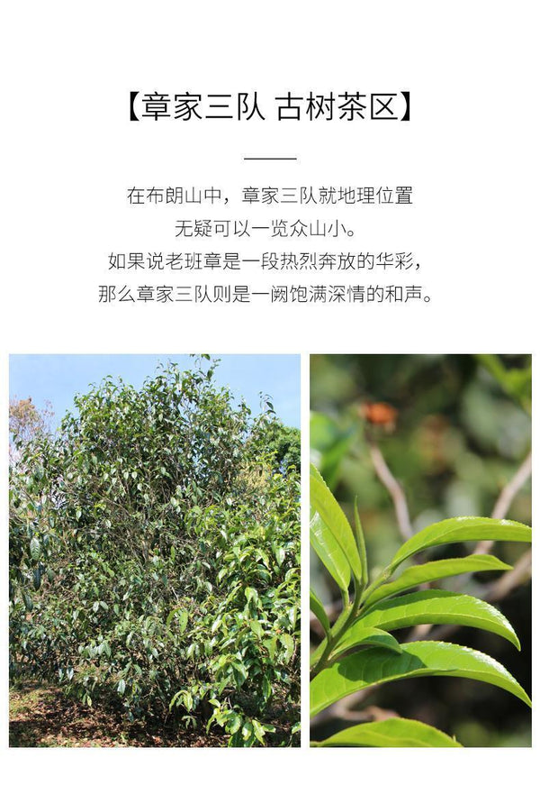 CIFbuy 2021 Haiwan Zhang Jia San Dui Bulang Mountain Raw Puer Tea Old Trees Puerh 500g