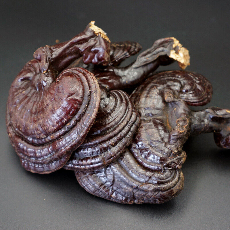 Wild Lingzhi Organic Reishi Mushroom Immortality 500g Purple Ganoderma Lucidum