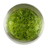 Chinese Yun Wu Green Tea Healthy Loose Weight Maojian Mao Jian Tea