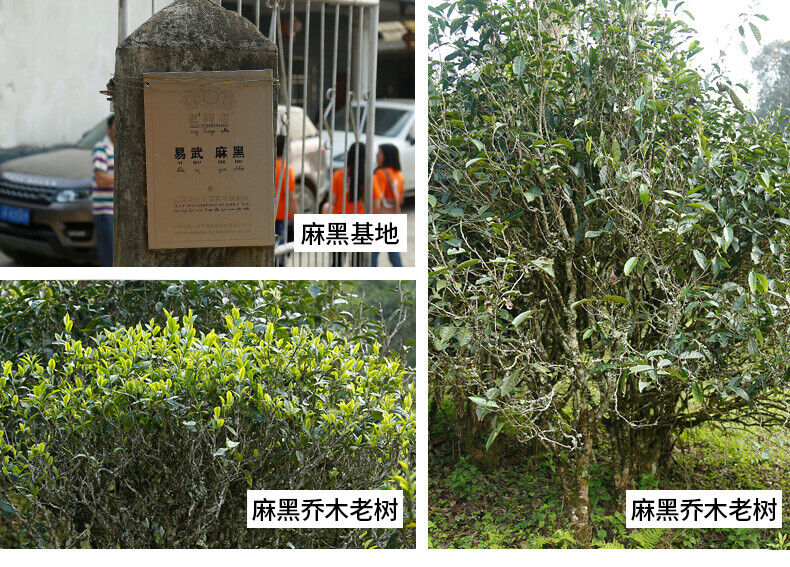 Haiwan Yi Wu Zheng Shan Ma Hei Famous Old Tree Shen Puer Tea Raw Pu'er 500g