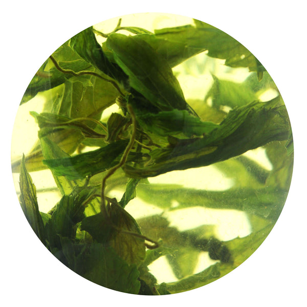HELLOYOUNG Supreme 7 Leaf Jiaogulan Gynostemma Pentaphyllum Tea Herbal Green TEA