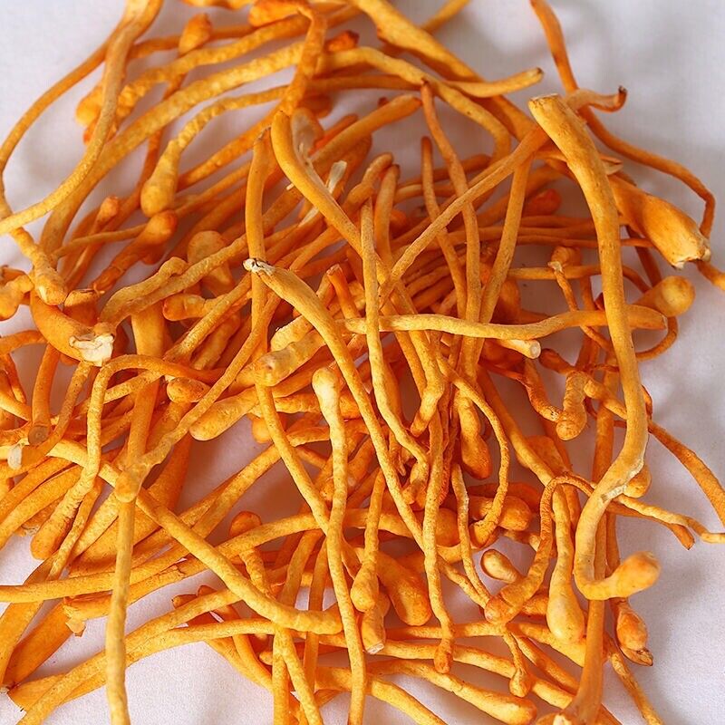 Dried Jin Chong Cao Herb Cordyceps Militaris Cordyceps Flower 虫草花