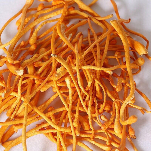 Dried Jin Chong Cao Herb Cordyceps Militaris Cordyceps Flower 虫草花