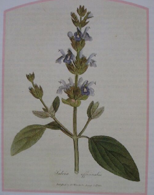 TISANE BIO FEUILLE DE SAUGE 100g Salvia officinalis herbe séchée