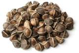 Moringa Oleifera Seeds WINGLESS Fresh Organic Semillas de Moringa Tree