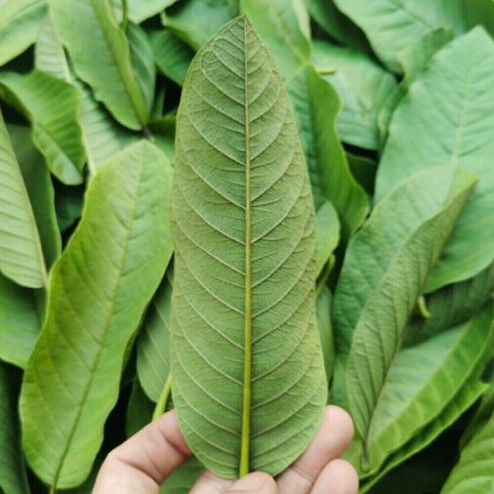 500g Top Grade Guava Leaves Powder Herbal Tea Weight Loss Fat Burner Skin Care