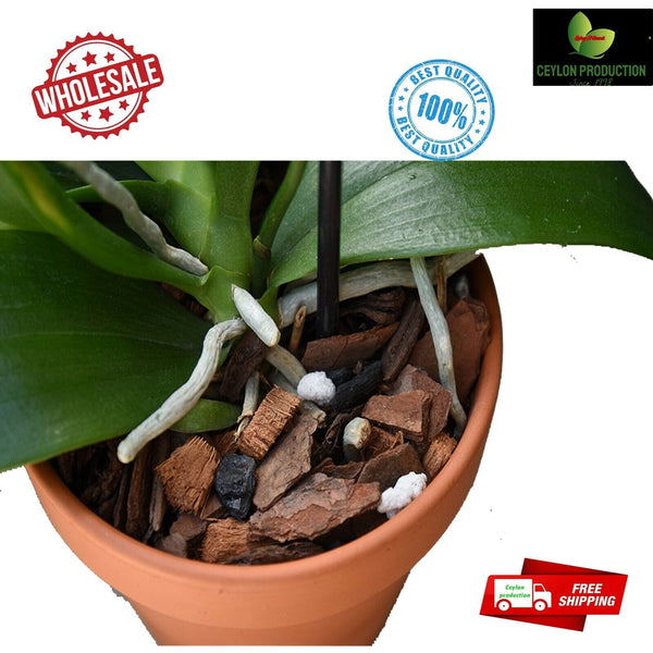 Organic Coconut Husk Chips 1-2cm Husk fiber Orchids Anthodium Growing Medium
