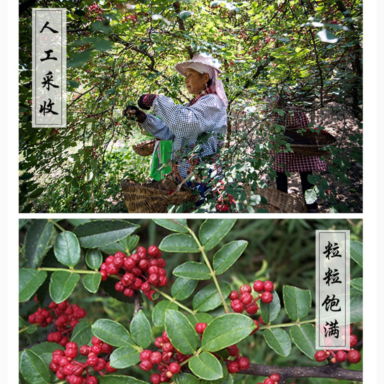 Sichuan Peppercorn Red Pepper Huajiao for Cooking and Soup Healthy Herbal 250g