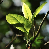 826 Yunnan Long Run Tea Ripe Puer Tea Cake LinCang Old Tree Pu-erh 357g