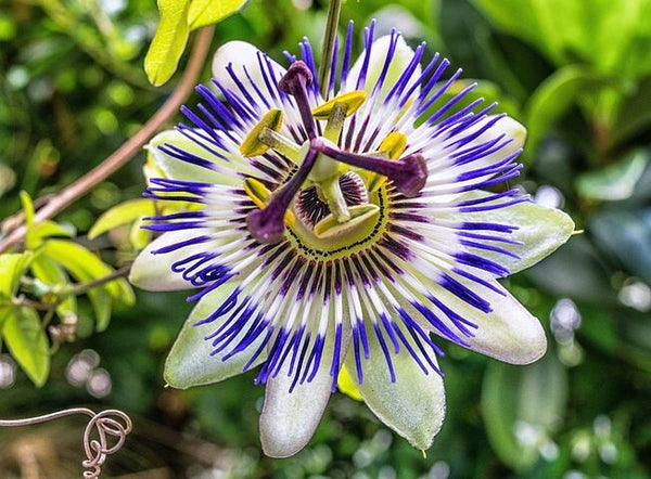 Passion Flower Tea dried Herb Cut Sifted passiflora passionflower 8.8oz