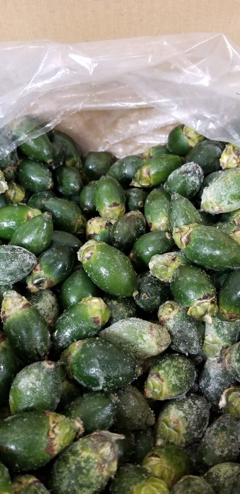 Young BETEL NUTS Areca Frozen (70 pcs) A++Small Size Main image