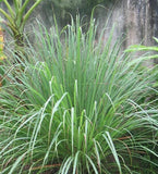 Cut Lemon Grass tea Herb Organic pure natural Lemongrass Tea Leaves