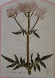 VALERIAN ROOT WILDCRAFTED HERBAL TEA 250g Valeriana officinalis Dried Herb