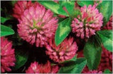 RED CLOVER PREMIUM HARVEST HERBAL TEA 500g Trifolium pratense Dried Herb Flowers