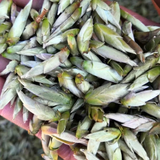 250g Raw Puer Tea, Yunnan White Bud Pu-erh Tea