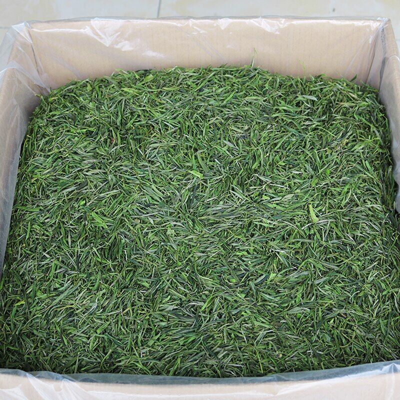 Huang Shan Mao Feng Green Tea Early Spring Maofeng Chinese Yellow Mountain Tea Secondary image