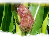 160g  4g*40bags 100% Natural Chinese Herbal Health Corn Silk Tea Tea Bags