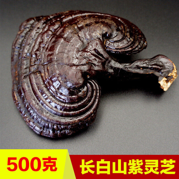 Wild Lingzhi Organic Reishi Mushroom Immortality 500g Purple Ganoderma Lucidum