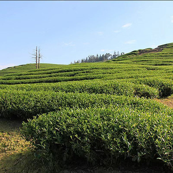 250g Taiwan Oolong Tea Carbon Baked Black Oolong Tea Chinese Black Tea Healthy