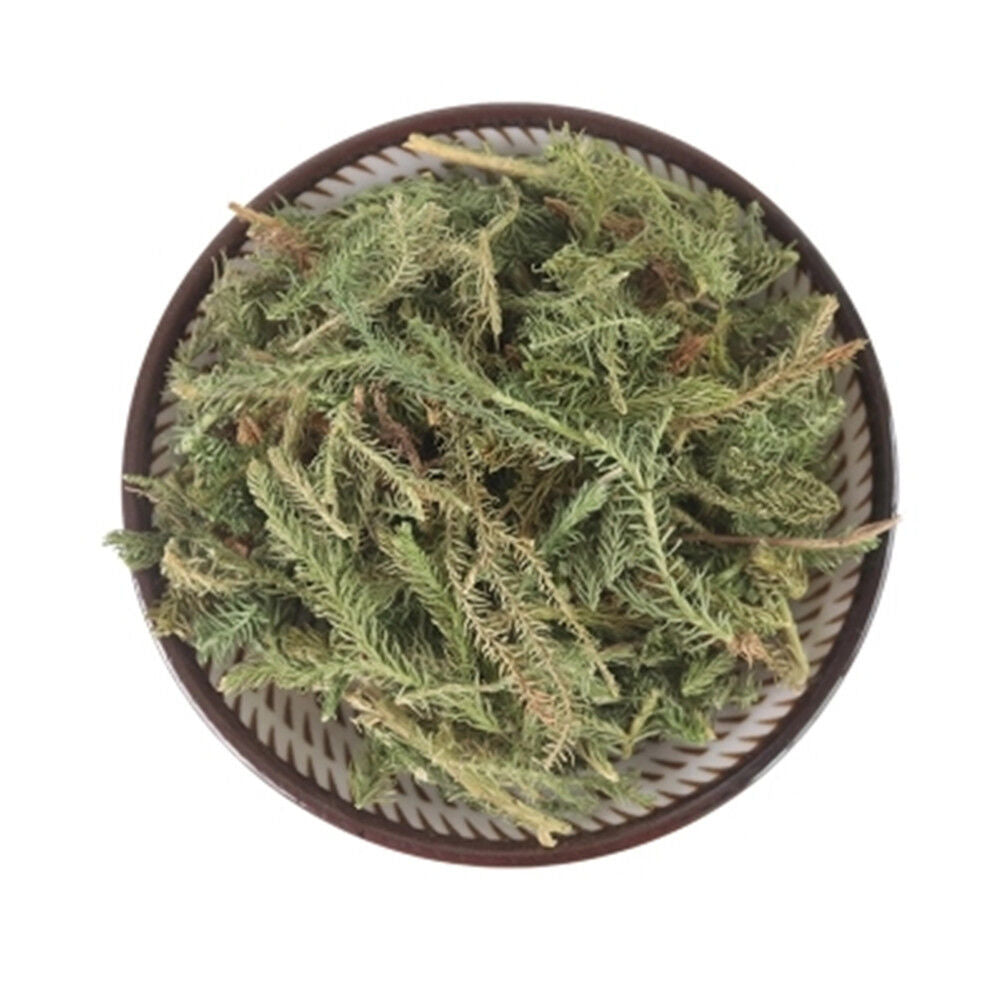 250g Japanese Clubmoss Medicinal Chinese Herbs 100% Natural Shen Jin Cao