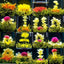 130g Blooming Tea Balls Flowering Tea 16 Types Handmade Blooming Flower Tea