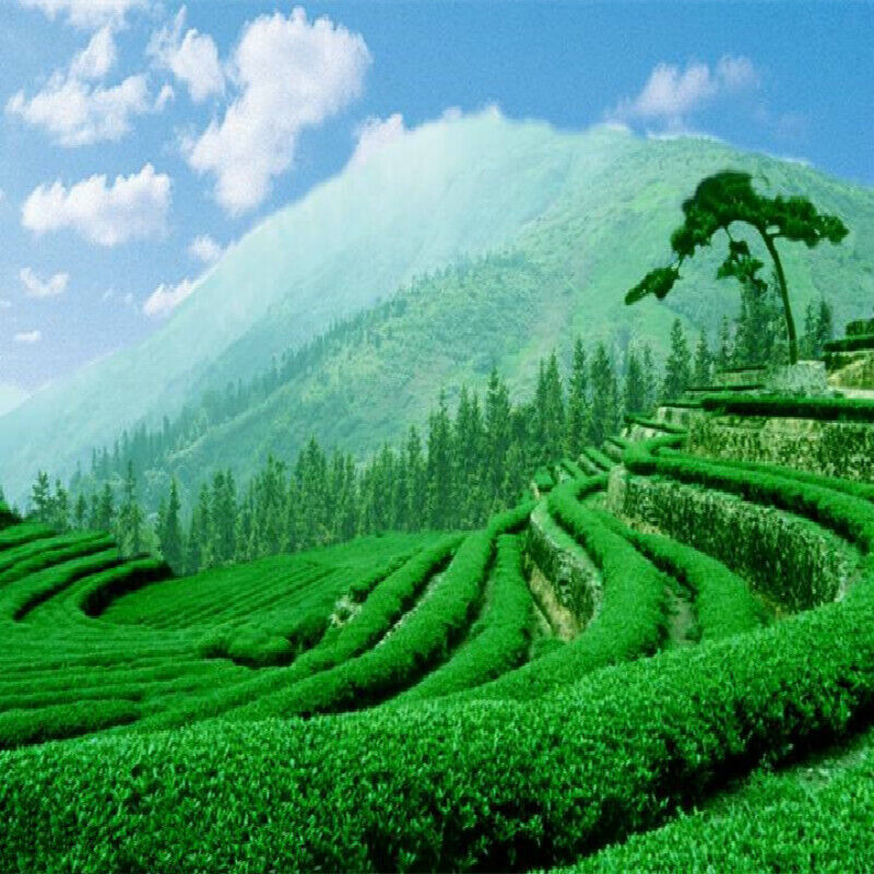 Top Island Old Tree Pu-erh Tea Collection Fragrant Pressed Puer Tea357g