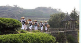 Fragrant Type Traditional Chinese Oolong Tea TiKuanYin Anxi Tieguanyin Green Tea
