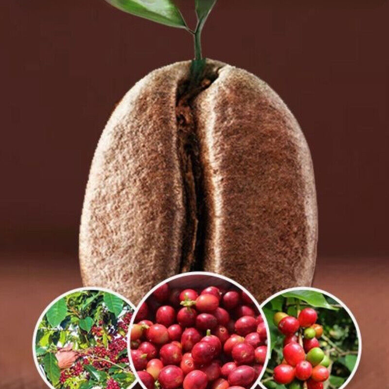 Roasted Arabica Coffee Beans Baking Charcoal Medium Deep Roast Coffee Beans 500g