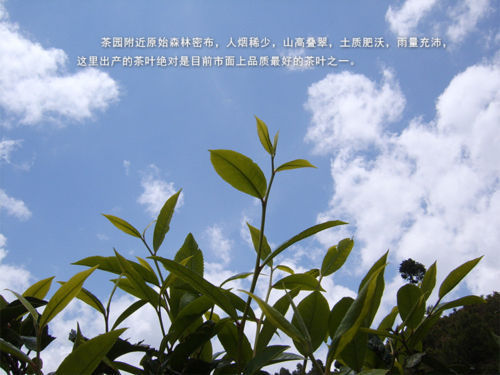 TemuTea 100g Promotion Green Tea Top Grade Biluochun Tea Chinese Green Food Healthy Tea