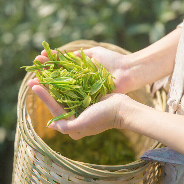 Anji Bai Cha Natural Spring New Tea Healthy Herbal Tea 八马茶叶 正宗安吉白茶 春茶新茶 味醇鲜爽