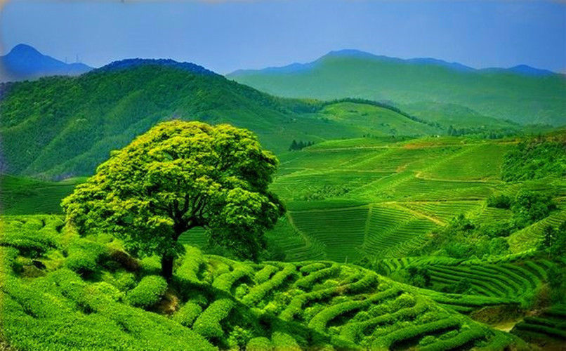 65g Yunnan Fengqing Dianhong Biluochun Tea Golden Screw Black Red Tea Green Food
