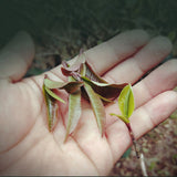 Top-Grade Black Tea Natural Pu-Erh Ripe Tea Purple Bud Fermented Tea Brick 250g