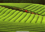 Old Ban Zhang Ripe Pu-erh Tea Shu Cha Organic Tea China Ripe Pu-erh Tea 100g