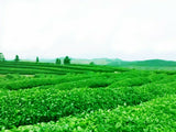 500g Chinese traditional Tea Herbal Tea Ginkgo Biloba Leaf Loose Leaf Green Tea