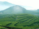 250g Taiwan Organic DongDing Tea Ginseng Tea Oolong Tea Green Food For Health Care Renseng tea