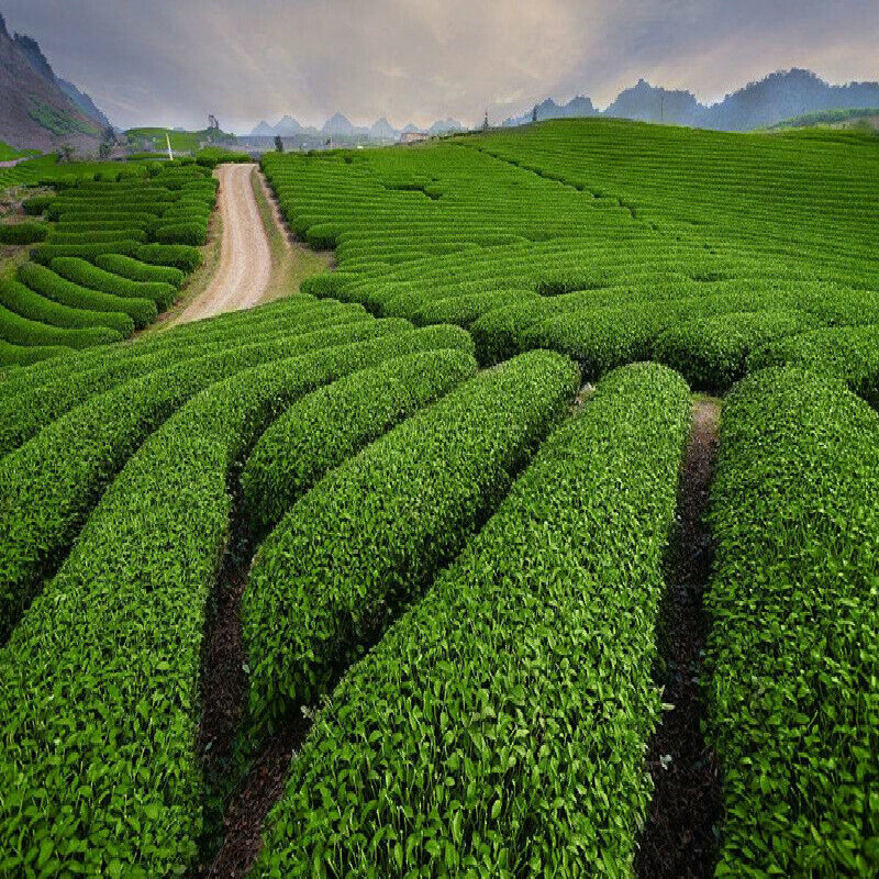 Yunnan Factory Direct Pu'er Tea Menghai Seven Sub-cake PuerTea 357g