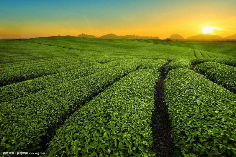 Yunnan Factory Direct Pu'er Tea Menghai Seven Sub-cake PuerTea 357g