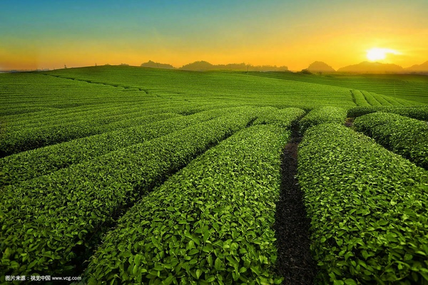 Yunnan Factory Direct Pu'er Tea Menghai Seven Sub-cake PuerTea 357g