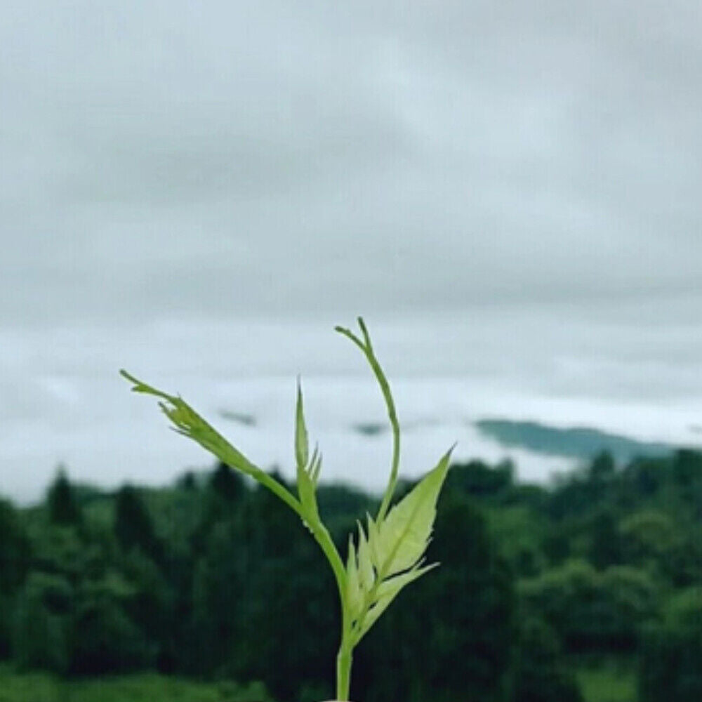 Organic Ecology Tea Top Grade ZhangJiaJie Mao Yan Mei Moyeam Wild Vines Teng Cha