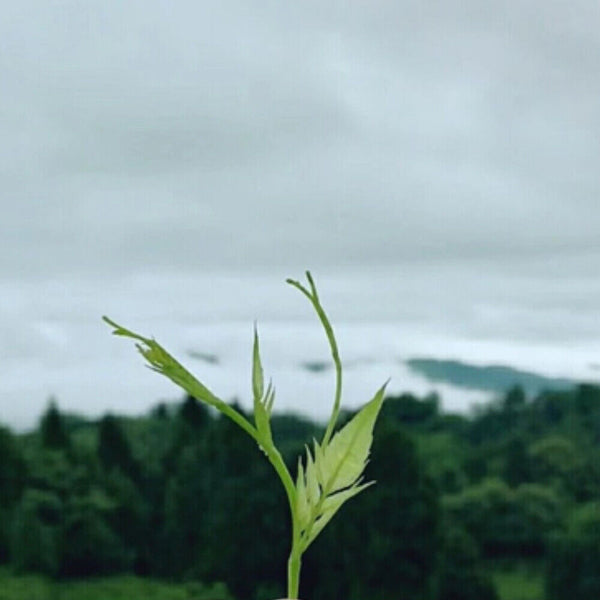 Organic Ecology Tea Top Grade ZhangJiaJie Mao Yan Mei Moyeam Wild Vines Teng Cha