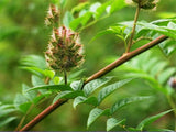 Healthy Drink Organic Liquorice Powder Licorice Root Tea Natural Herbal Powder