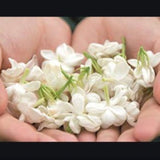 Aromatic Drink 250g-500g Premium BulkJasmine Tea Canned Jasmine Gift Flower Tea