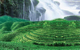 Wild Green Food China Laoshan Herbal Tea Mountain Pink Tea Top Grade Shizhu Tea