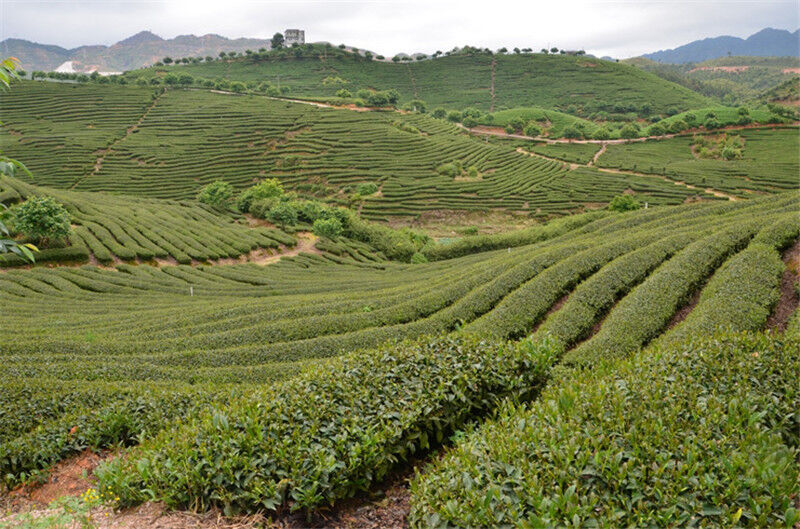 Topgrade Dian Hong Famous Yunnan Black Tea Dianhong TEA 58 Series Black Tea 250g