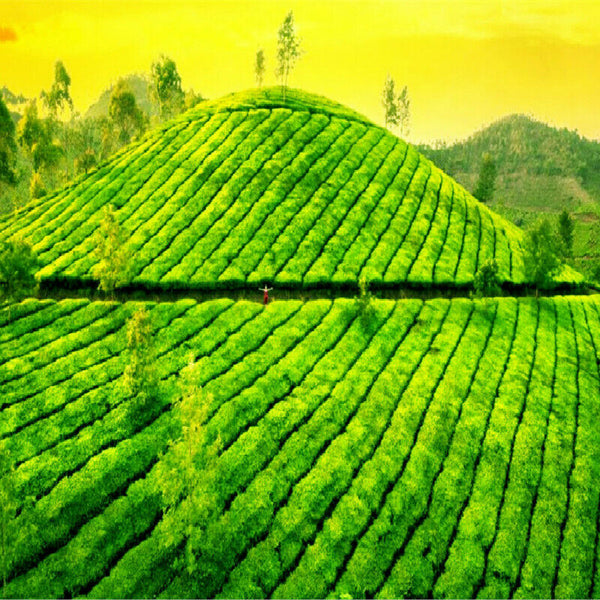 Natural Menghai Big Leaf Pu'er Tea Yunnan Green Tea Pu-Erh Cha Tea Bricks 1000g